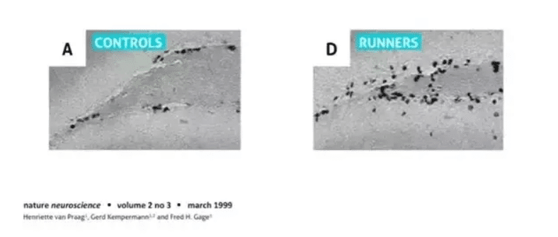 Neurogenesis: Are new neurons formed while learning?