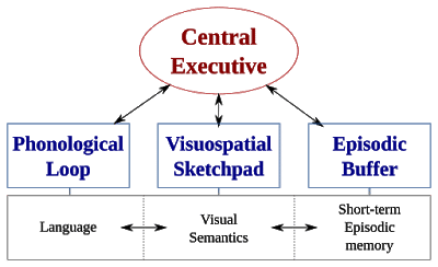 Sophisticated model of working memory (Baddeley)- episodic buffer, phonological loop, visuospatial sketchpad
