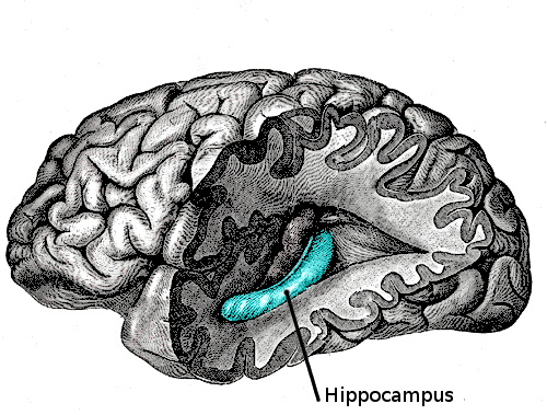 Role of hippocampus in time perception