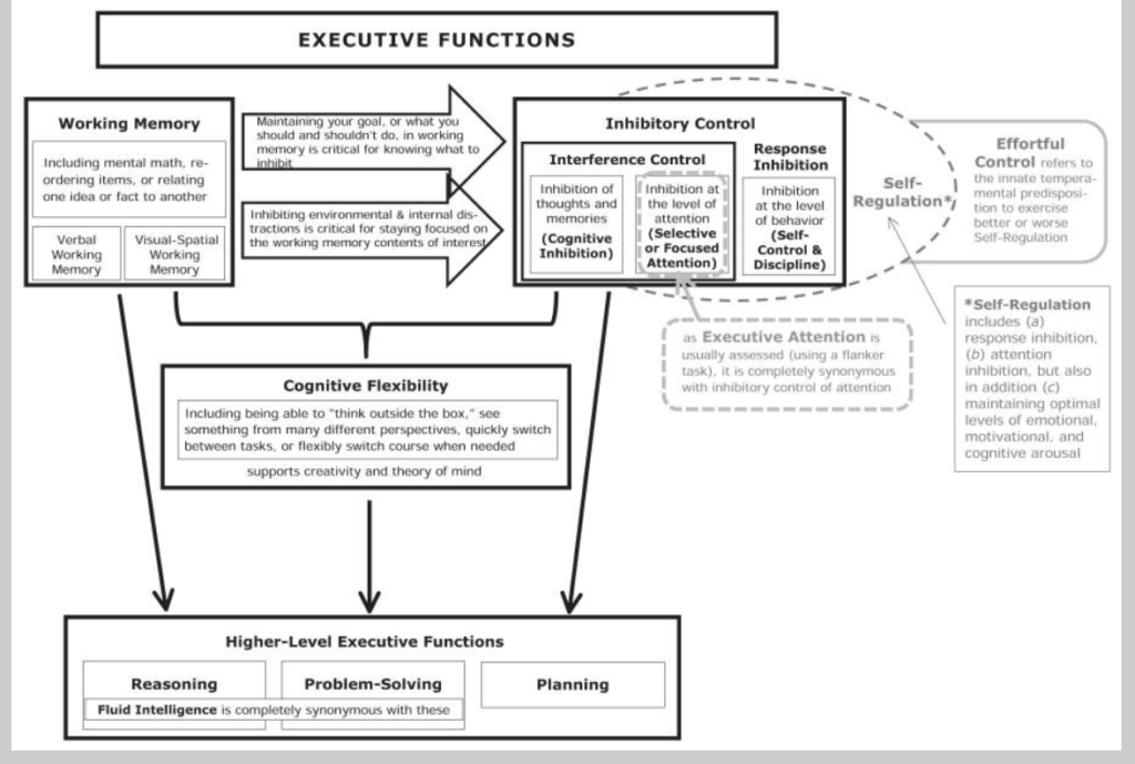 model of executive functions by Adele Diamond