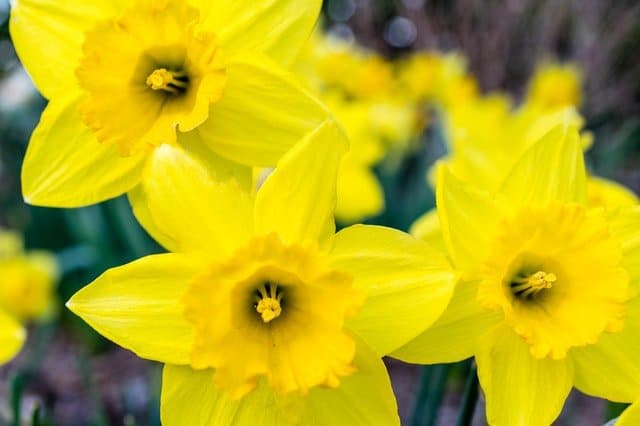 Yellow daffodils