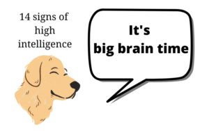 14 Signs of High Intelligence. Do you show these?