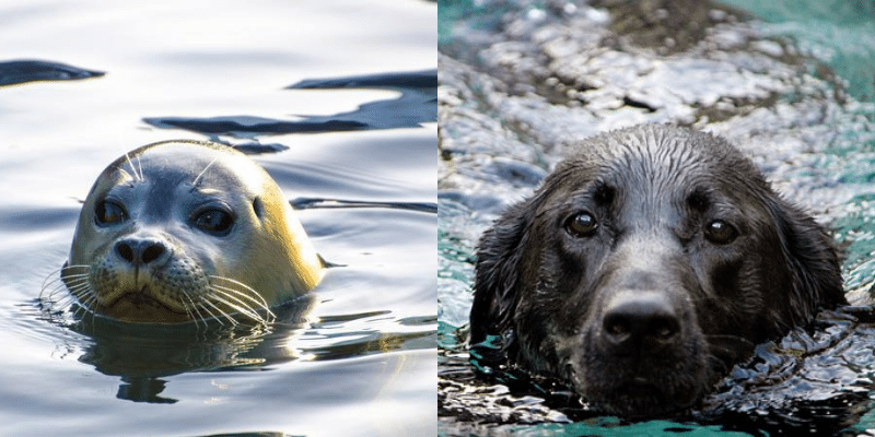 Puppies and seals represent a profound insight