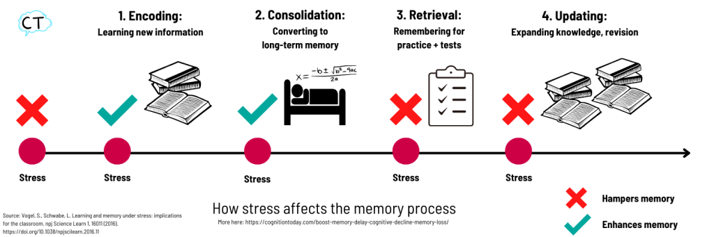 How stress improves or hampers memory along the 4 stages of memory: Encoding, consolidation, retrieval, and updating