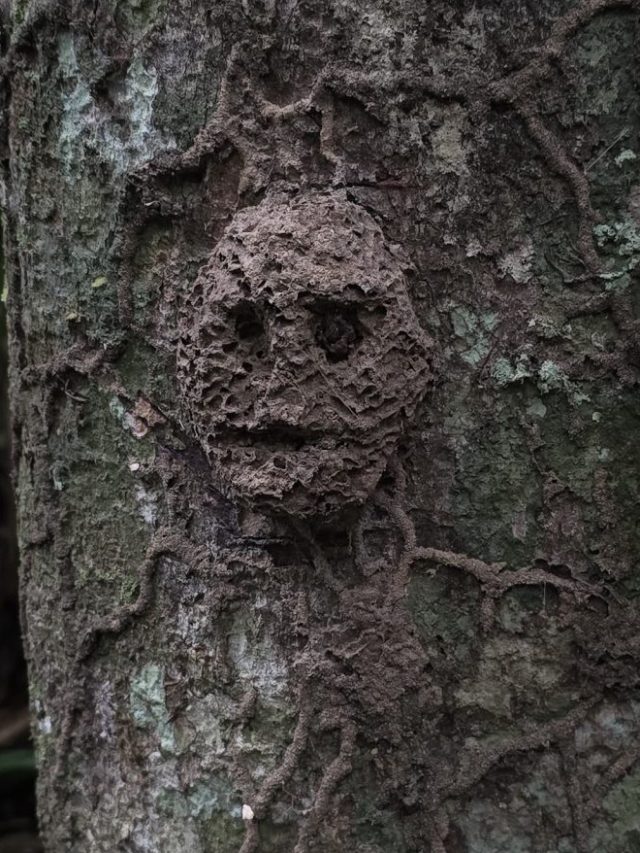 Seeing a face? It’s Pareidolia